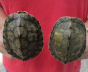 Map Turtle Shells