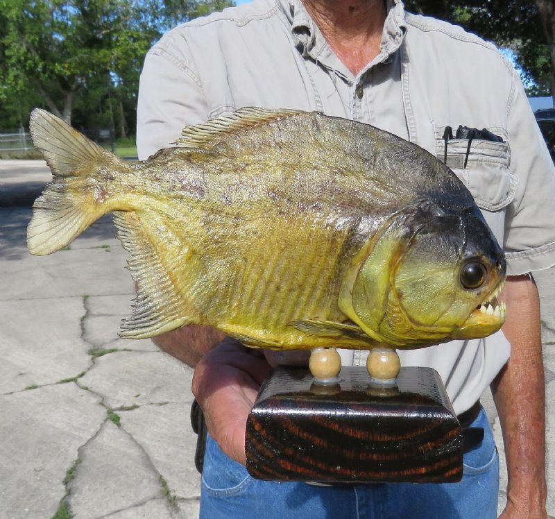 77/8 inches long taxidermy piranha fish for sale 49.99