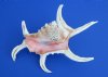 8 to 10 inches Large Chiragra Spider Conch Shells  <font color=red> Wholesale</font> - 20 @ $4.50 each