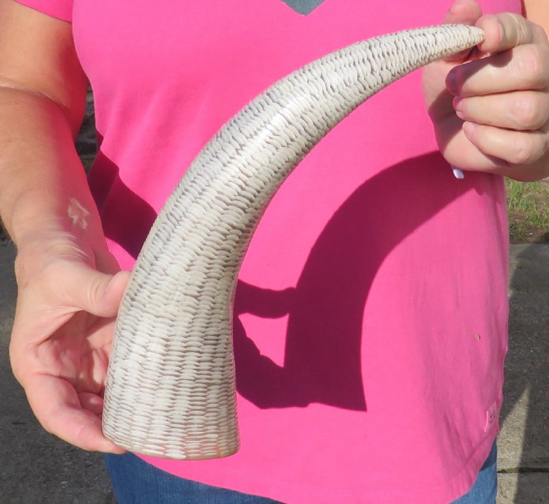 12 inches Carved Buffalo Horn in a Fish Scales Pattern for 16.99