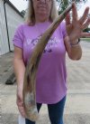 20-3/4 inches Real Buffed Water Buffalo Horn for Rustic Home Decorating - You are buying this one for $26.99