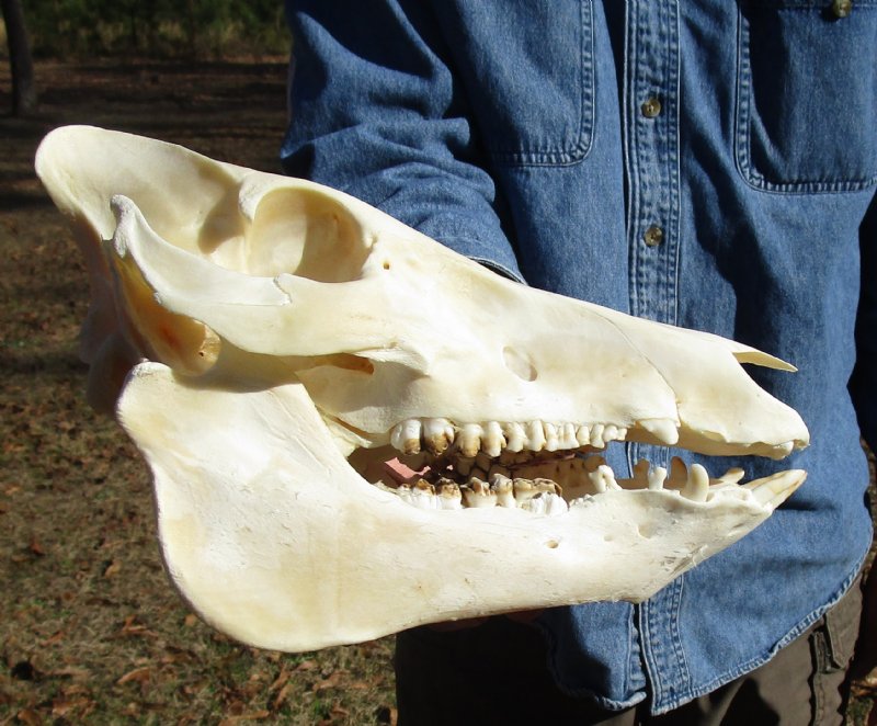 9-1/2 inches Georgia Wild Hog Skull for Sale, Boar Skull