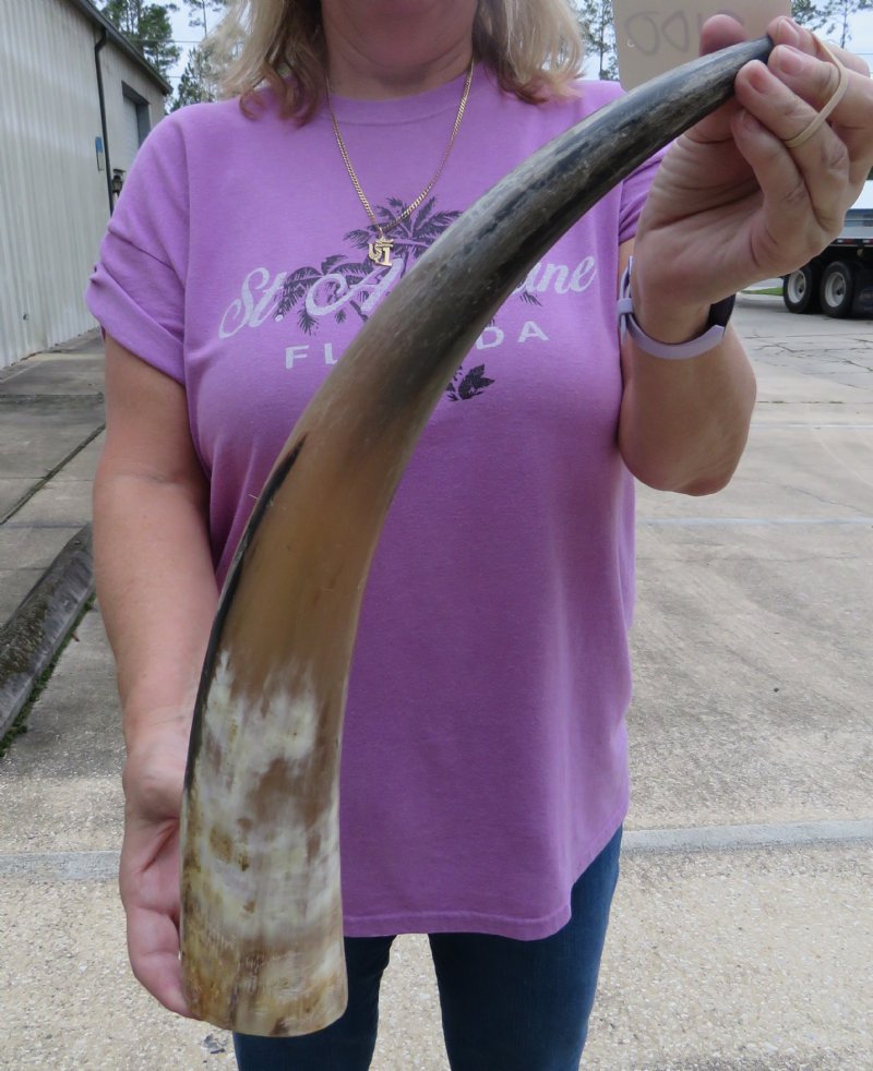 201/2 inches Buffed Buffalo Horn for Crafts from An Indian Water Buffalo