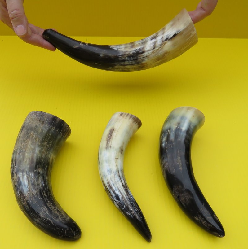Four 9 to 103/4 inches Buffed Water Buffalo Horns in Bulk for Crafts