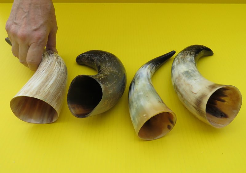 Four 91/2 to 111/2 inches Authentic Buffed Water Buffalo Horns for Craft
