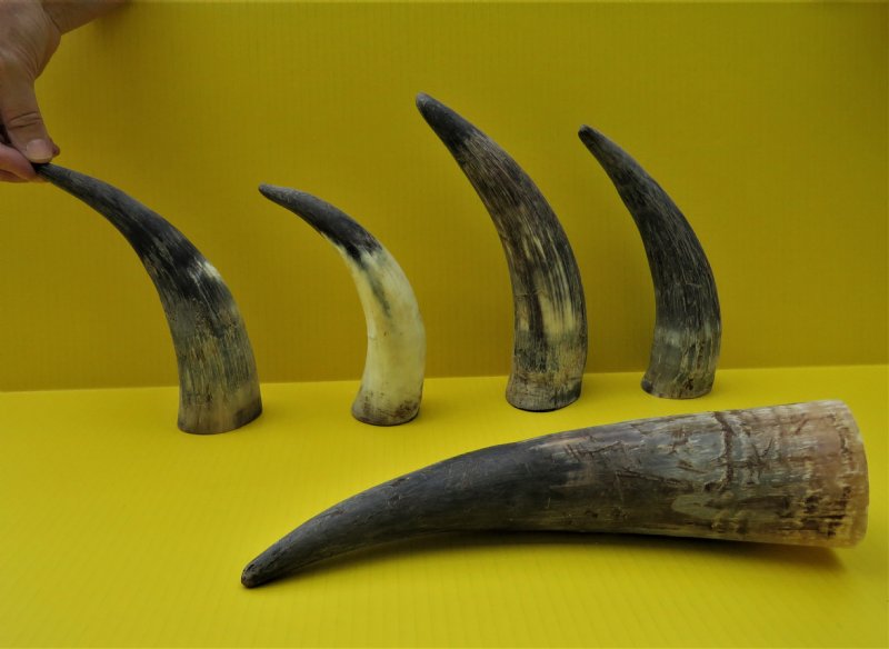 Five 91/4 to 12 inches Natural Raw Buffalo Horns in Bulk, lightly sanded