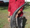 25-1/4 inches Authentic Semi-polished Natural Water Buffalo Horn with Visible Ridges for Rustic Decorating - You are buying this one for $49.99