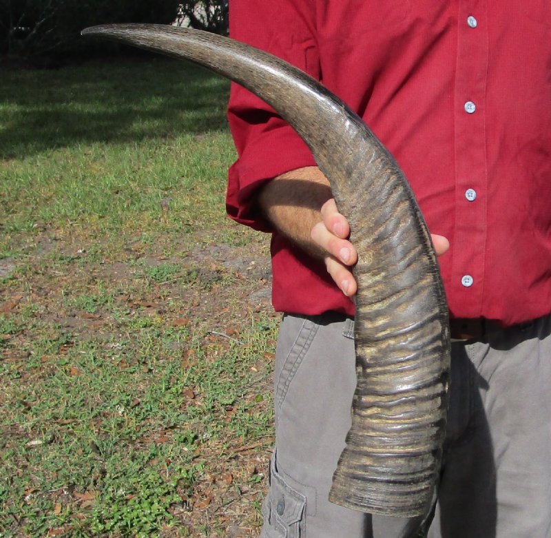25 inches Real Semipolished Natural Water Buffalo Horn