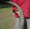 25 inches Real Semi-polished Natural Water Buffalo Horn with Visible Ridges for Rustic Decorating - You are buying this one for $49.99