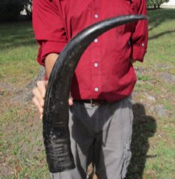 25 inches Semi Polished Natural Water Buffalo Horn with Visible Ridges for $49.99