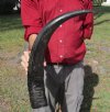 25 inches Authentic Semi Polished Natural Water Buffalo Horn with Visible Ridges for Rustic Decorating - You are buying this one for $49.99