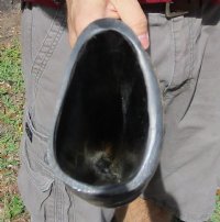 25 inches Semi Polished Natural Water Buffalo Horn with Visible Ridges for $49.99