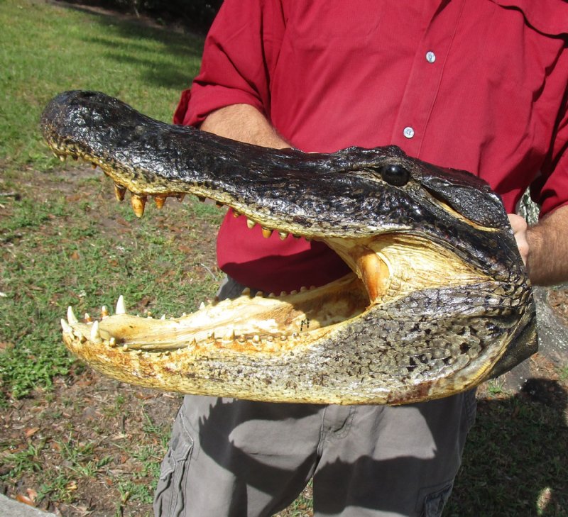 19 inch Large Alligator Head for Sale from a Louisiana gator