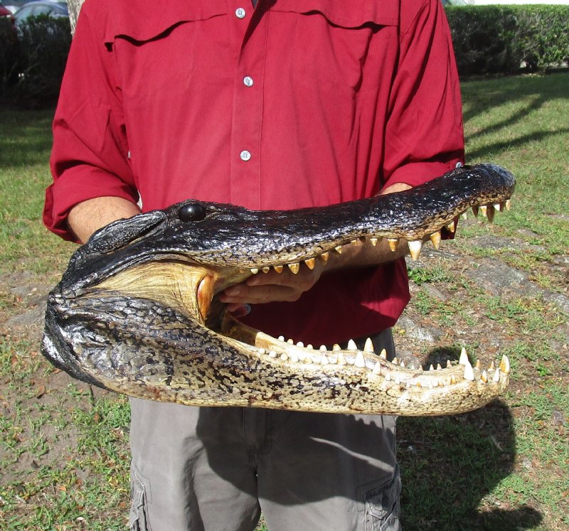 19 inch Large Alligator Head for Sale from a Louisiana gator