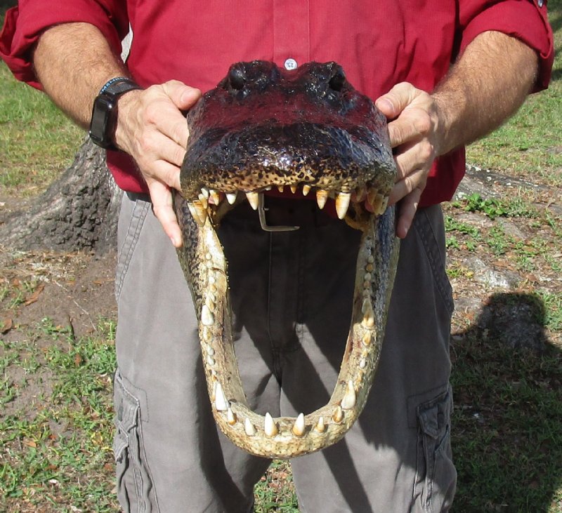 19 inch Large Alligator Head for Sale from a Louisiana gator
