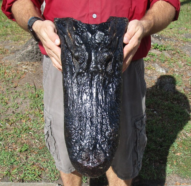 19 inch Large Alligator Head for Sale from a Louisiana gator