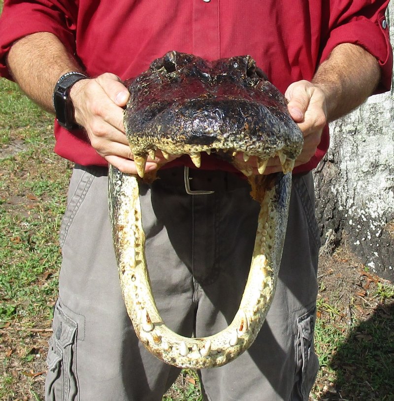 19 inch Large Alligator Head for Sale from a Louisiana gator