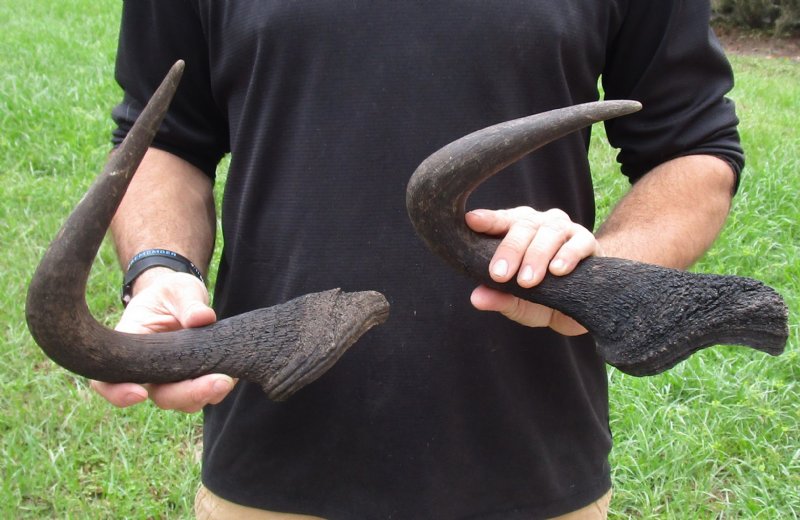 Buy These 2 Black Wildebeest Horns 15 and 151/2 inches for Crafts