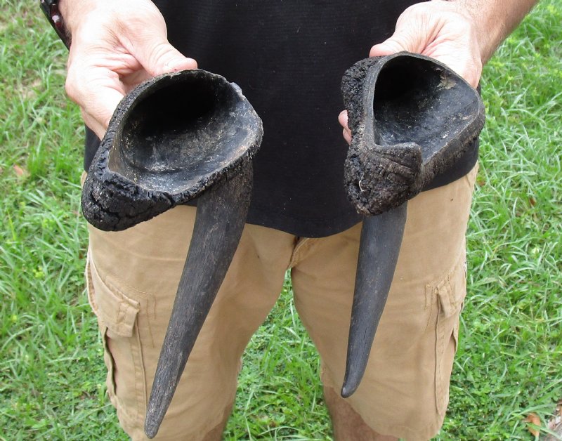 Buy These 2 Black Wildebeest Horns 141/2 and 151/2 inches for Crafts