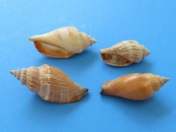 3-1/2 pounds of Small Brown Chulla Strombus Conch Shells 1 to 1-1/2 inches -  $7.50 a bag ; 3  @ $6.40 a bag