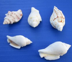 5-1/2 pounds of Small White Chulla Strombus Conch Shells 1-1/2 to 2-1/2 inches - $9.50 a bag; 3 @ $8.25 a bag