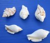 5-1/2 pounds of Small White Chulla Strombus Conch Shells 1-1/2 inches to 2-1/2 inches - Sold by the gallon for $10.30; 3 gallons or More @ $8.25 a gallon