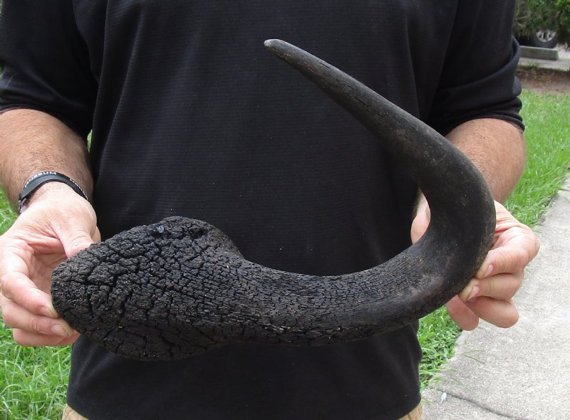 Black Wildebeest Horn 18 inches for Crafts