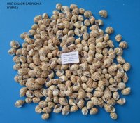 4.50 pound bag Natural Babylonia Spirata Shells 1-1/2 to 2 inches -$11.50 a bag; 3 @ $10.25 a bag