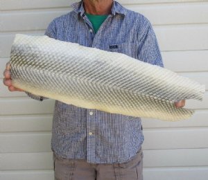 Longnose Garfish Skin