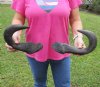 2 African Blue Wildebeest Horns for Sale 15-3/4 and 13-1/2 inches (Not a Pair) - You are buying the 2 pictured for $15 each