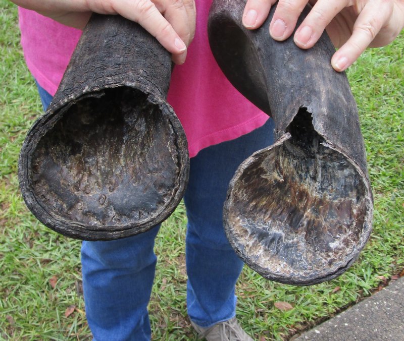 2 African Blue Wildebeest Horns for Sale for 15 each
