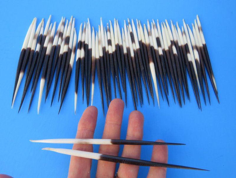50 Thick Porcupine Quills for Crafts 5 to 6 inches long