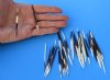 50 Up to 3 inches long Small African Porcupine Quills for Sale - You are buying these quills for <font color=red> .50 each</font> Plus $6.50 First Class Mail