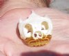 1-7/8 inches Real River Cooter Turtle Skull for Sale - You are buying this one for <font color=red>$22.99</font> Plus $6.50 First Class Mail