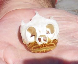 1-7/8 inches Real River Cooter Turtle Skull for Sale for $22.99