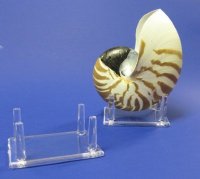 3-1/4 by 2-1/2 inches 4 Leg Plastic Display Stand, Acrylic Display Stands for Seashells, Rocks and Minerals - Pack of 12 @ $2.00 each (Shells Not Included)
