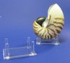 3-1/4 by 2-1/2 inches 4 Leg Plastic Display Stand, Acrylic Display Stands for Seashells, Rocks and Minerals - Pack of 12 @ $2.00 each (Shells Not Included)