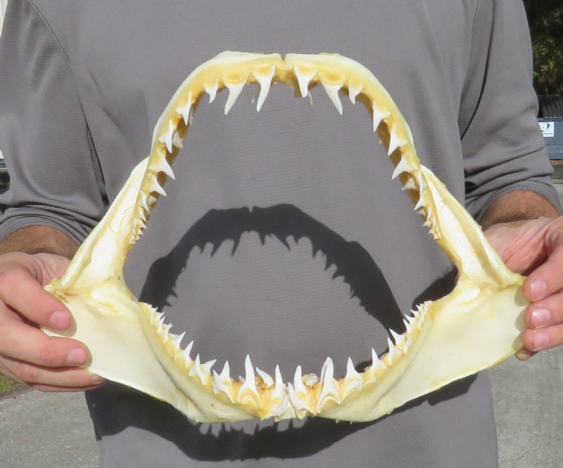 11-3/4 inches Real Shortfin Mako Shark Jaw for Sale