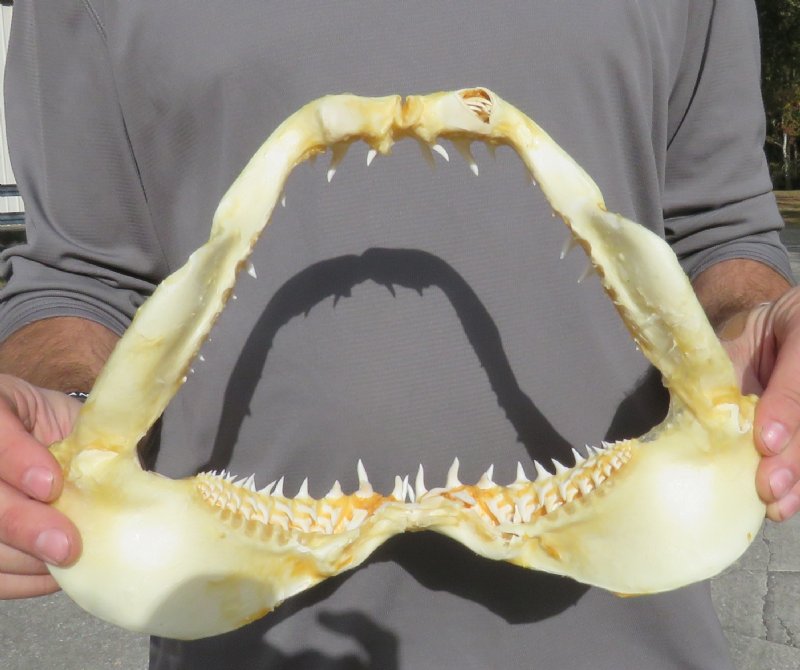 11-3/4 inches Real Shortfin Mako Shark Jaw for Sale