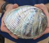 6 inches long Pretty Polished Green Abalone shell for Decorating - Buy this one for <font color=red> $24.99</font> Plus $6.25 1st Class Postage