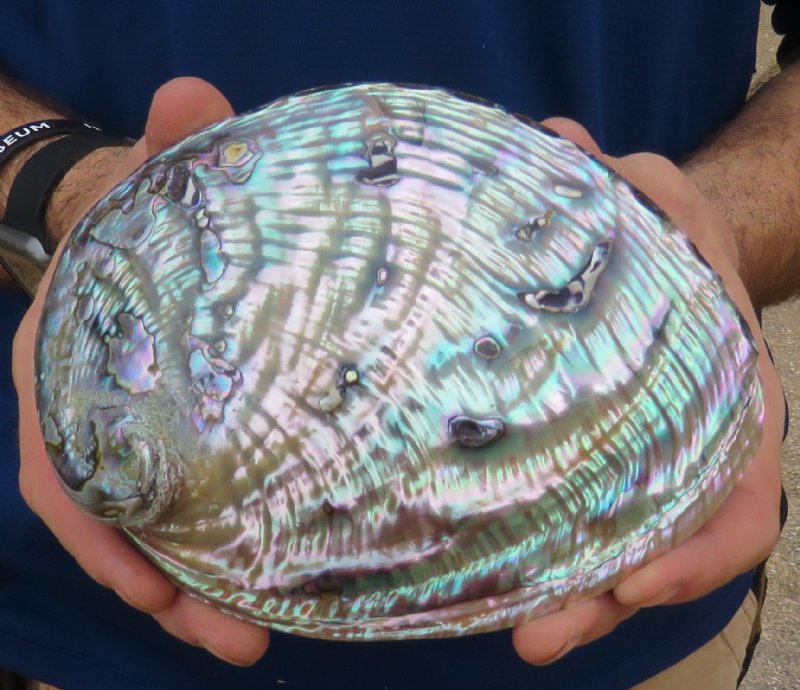 61/4 inches long Polished Green Abalone Shell for Decorating
