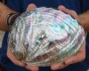 5-7/8 by 4-1/4 inches Gorgeous Polished Green Abalone Shell for Sale - Buy this one for <font color=red> $24.99</font> Plus $6.25 1st Class Mail