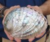 5-3/4 inches Gorgeous Polished Green Abalone Shell with Blues, Greens, Silver and Mother of Pearl - Buy this one for <font color=red> $24.99</font> Plus $6.25 1st Class Postage