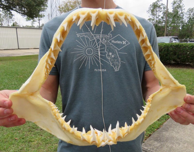 15 inches wide Real Shortfin Mako Shark Jaw for Sale with Very Sharp Teeth You are buying this