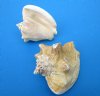 4 to 5 inches Milk Conch Shells for Sale, Macrostrombus Costatus - Pack of 6 @ $3.70 each