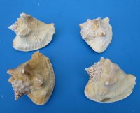 Milk Conch Shells 3-1/2 to 4-1/2 inches, Macrostrombus Costatus - 18 @ $2.70 each