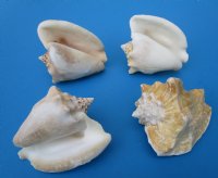 Milk Conch Shells 3-1/2 to 4-1/2 inches, Macrostrombus Costatus - 18 @ $2.70 each