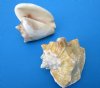 5 to 6 inches Milk Conch Shells for Sale, Macrostrombus Costatus - Pack of 6 @ $5.05 each
