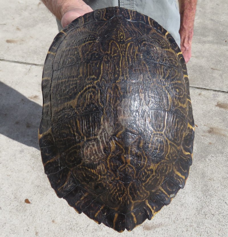 11 by 8 inches Large River Cooter Turtle Shell for Sale You are buying this one for 32.99
