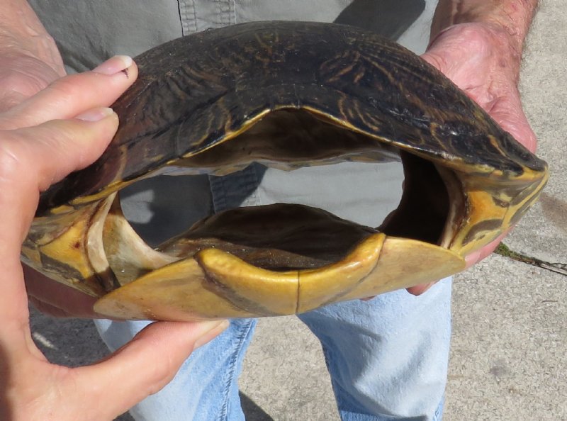 11 by 8 inches Large River Cooter Turtle Shell for Sale You are
